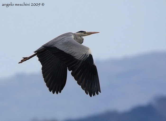 Airone cenerino bolsenino